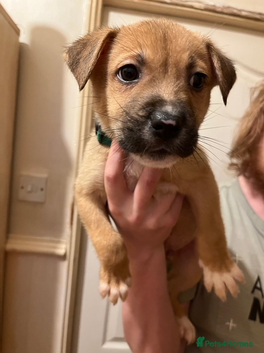 Mixed Breed dogs for sale: 5 beautiful pups remaining 🩷💙 - Advert 6