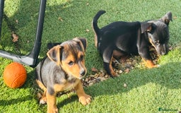 Jack Russell dogs for sale: Short haired, short legged jack Russells - Image 2