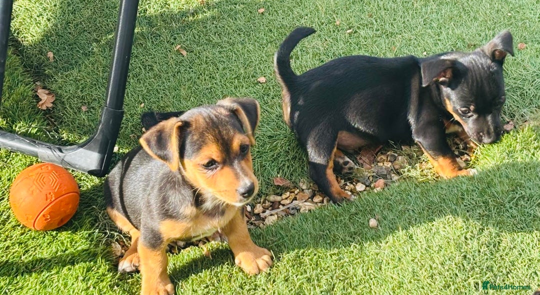 Jack Russell dogs for sale: Short haired, short legged jack Russells - Image 2