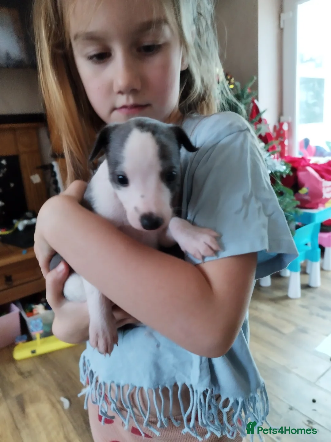 Whippet dogs for sale: Beautiful KC registered whippet puppies  - Advert 20