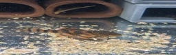 Plecos fish for sale: L397 for pick up only South Shields  in South Shields - Advert 4