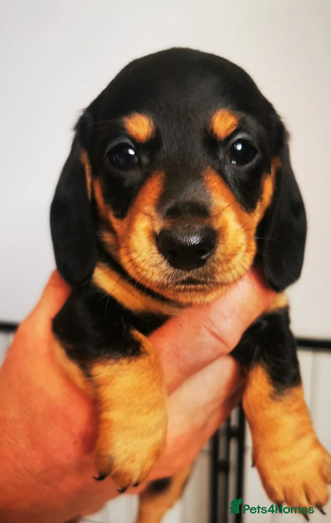 Miniature Dachshund dogs for sale: KC Stunning litter of girls 💗 - Advert 1