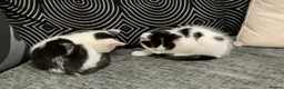 Domestic Shorthair cats for sale: 2 adorable kittens,comes with everything u need  in London - Advert 8
