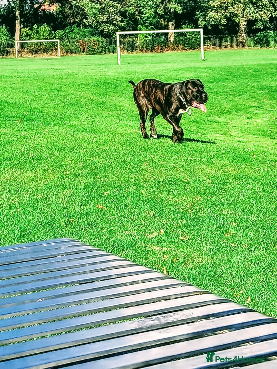 Mixed Breed dogs for sale: CANE CORSO X PRESA CANARIO PUPS £750 - Advert 2