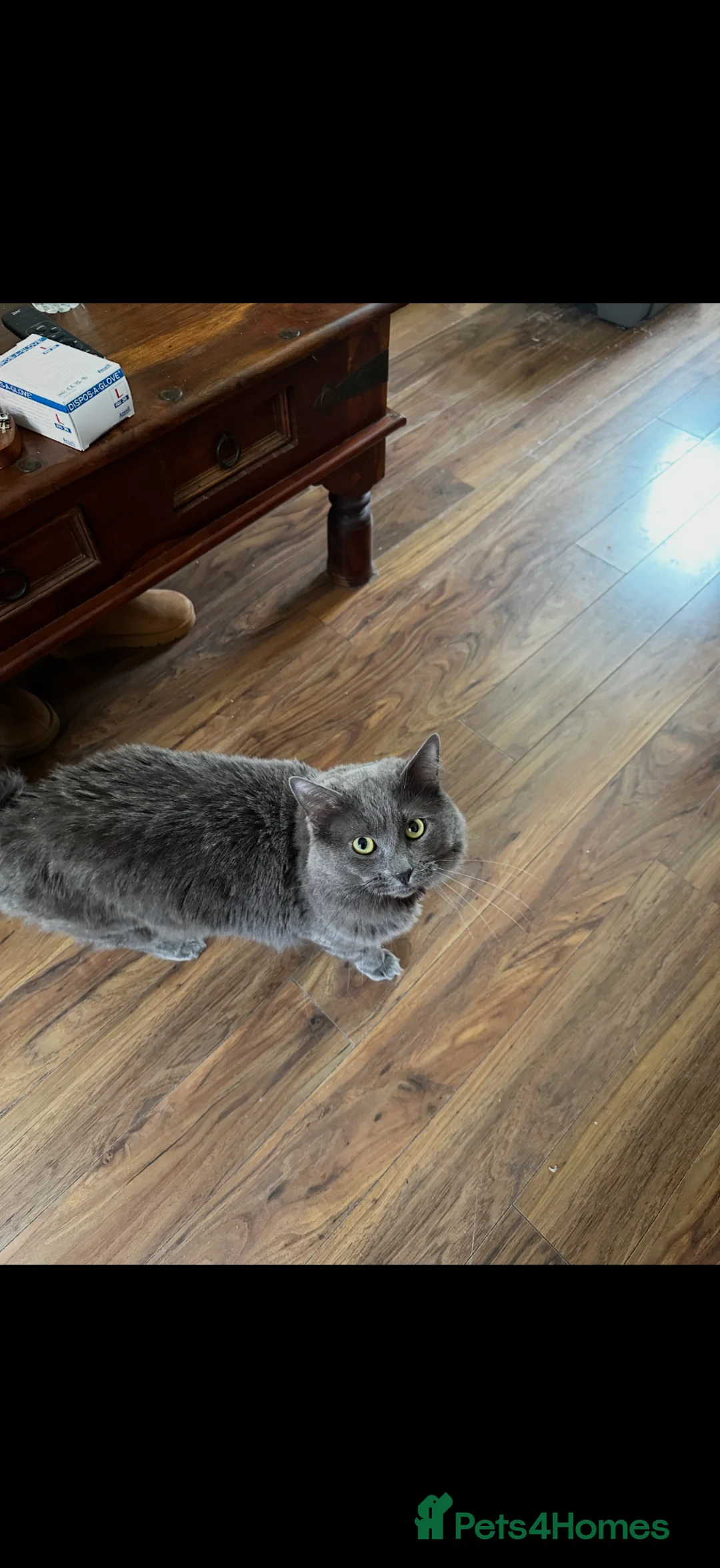 British Shorthair cats for sale: Duke  in Saint Leonards-on-sea - Advert 1