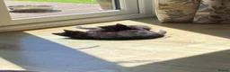 Mixed Breed cats for sale: Playful kittens - Advert 5