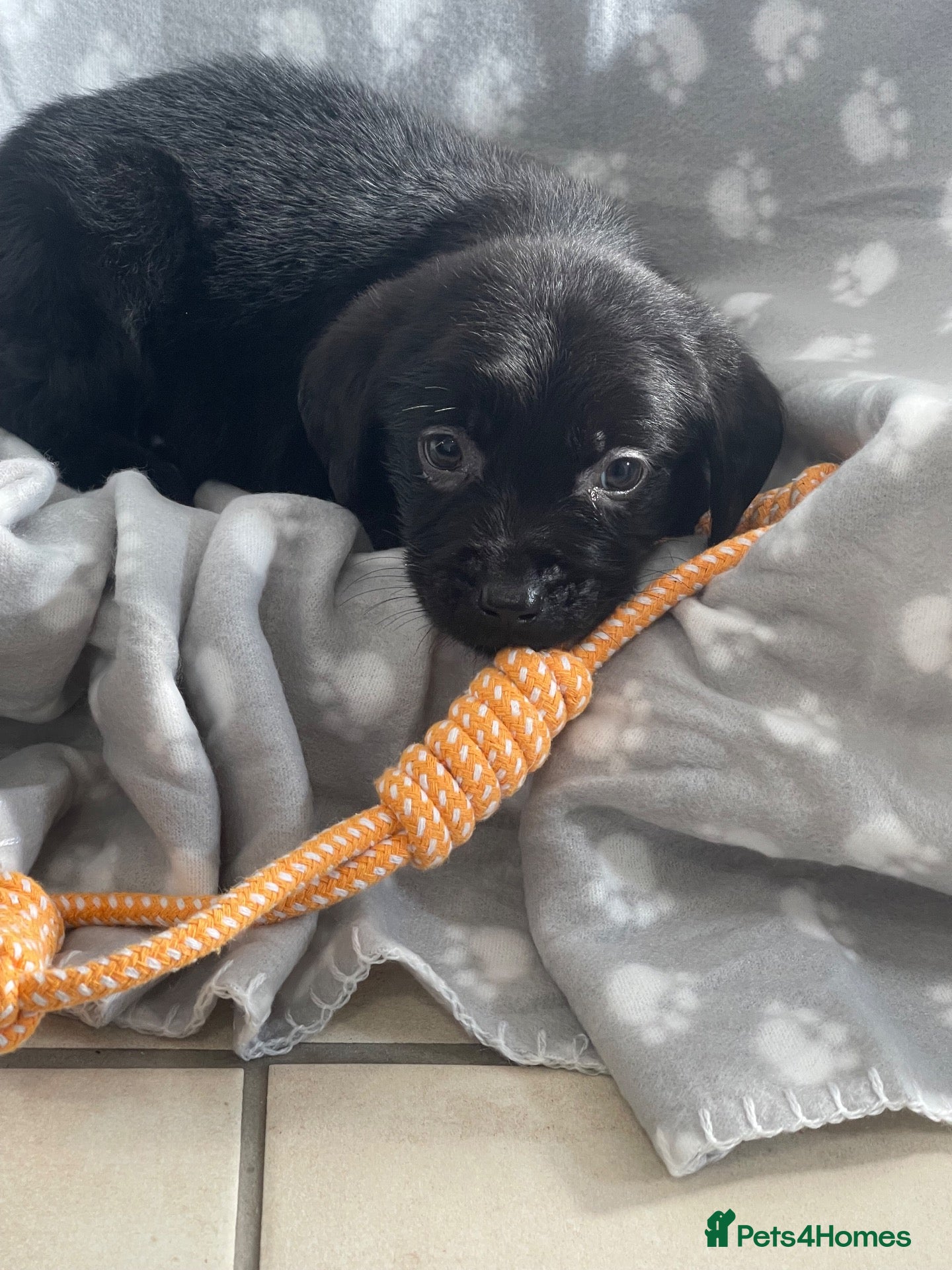 Labrador Retriever dogs for sale: Gorgeous Labrador pups - Advert 1