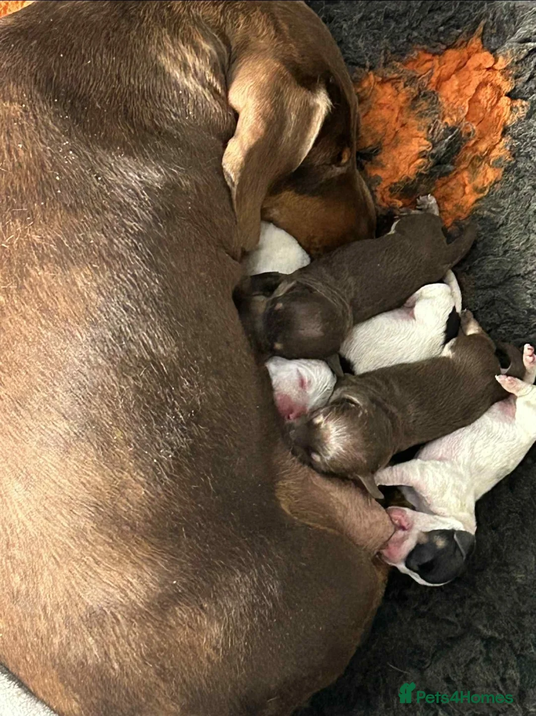 Miniature Dachshund dogs for stud: Smooth Cream Piebald for Stud  in Motherwell - Advert 12