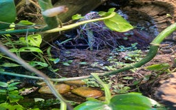 Frog reptiles for sale: Fire belly toads and dart frog - Image 4