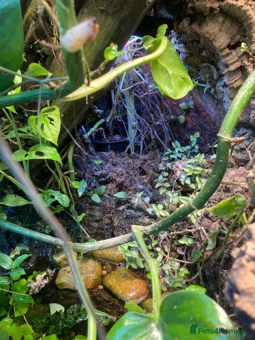 Frog reptiles for sale: Fire belly toads and dart frog - Image 4