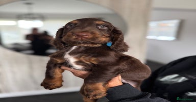 Cocker Spaniel dogs - Advert 15