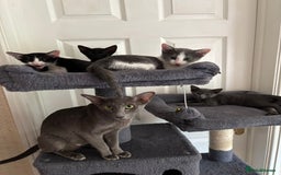 Mixed Breed cats for sale: Ready now! Oriental x British shorthair kittens - Image 32