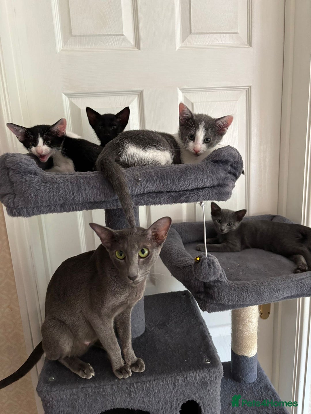 Mixed Breed cats for sale: Ready now! Oriental x British shorthair kittens - Image 32