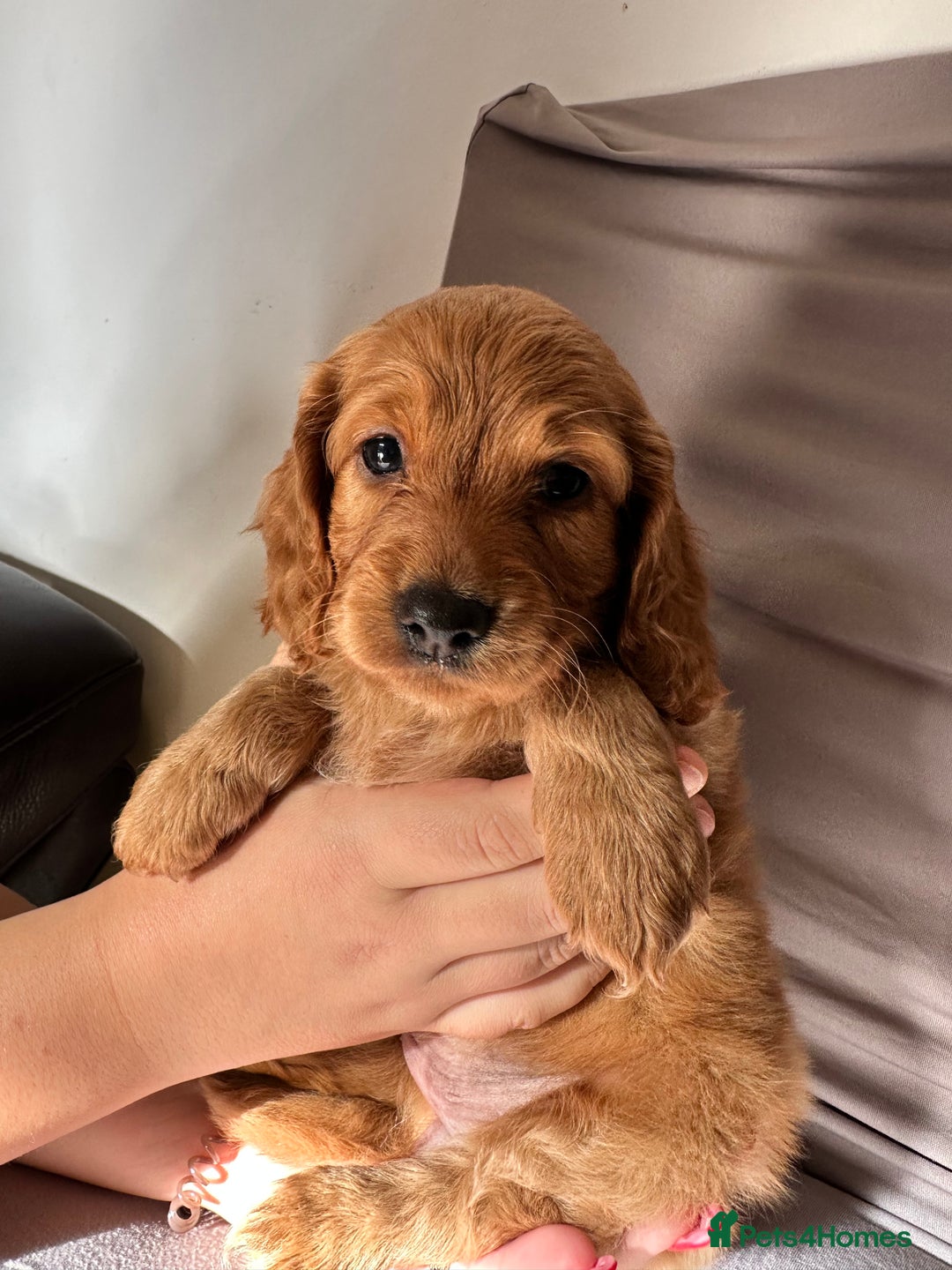Cockapoo dogs for sale: Adorable Pappy Bread Cockapoo Puppies F2 - Image 5