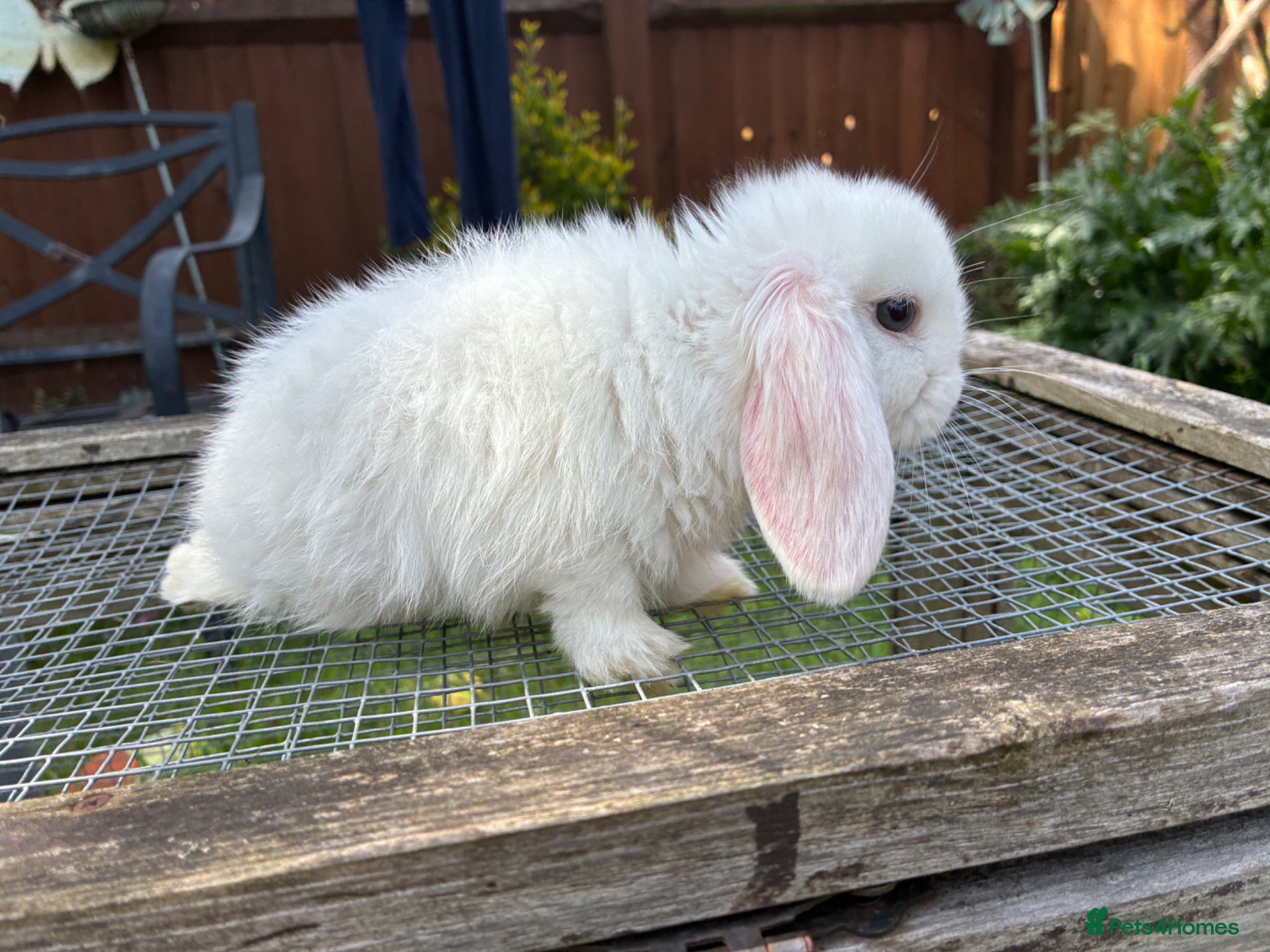 Lionhead rabbits 6 minilop babies  - Advert 18