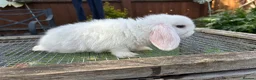Lionhead rabbits for sale: 4 minilop babies & 1 lionlop girl  - Advert 7