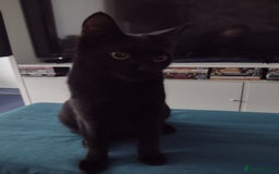 Bengal cats for sale: Kathleen and Zeus Jr - Image 12