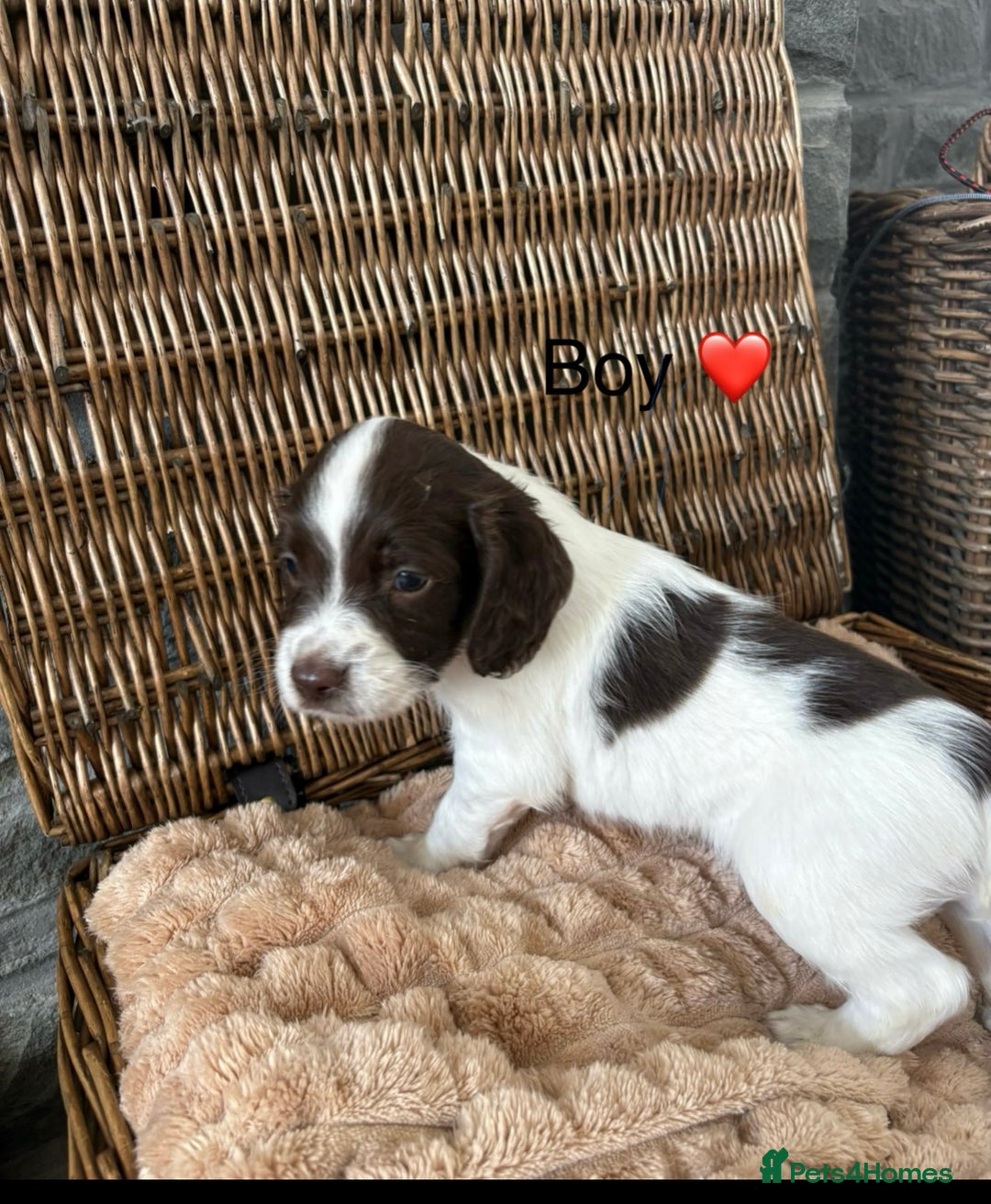 English Springer Spaniel dogs for sale: kc registered springer spaniel pups  - Image 8