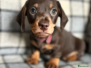 Miniature Dachshund dogs - Advert 1