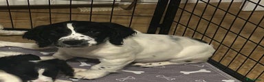English Springer Spaniel Puppy 1