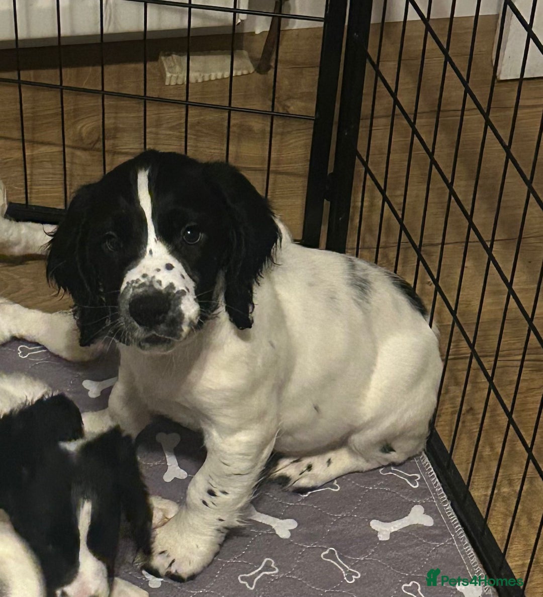 English Springer Spaniel dogs for sale: English Springer spaniel puppies for sale - Advert 3