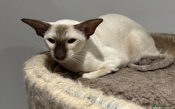 Siamese cats for sale: Male Siamese Chocolate Point - Active Register - Image 5