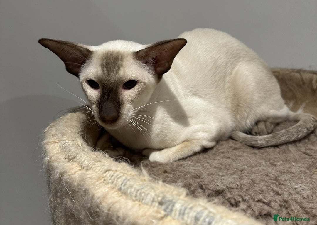 Siamese cats for sale: Male Siamese Chocolate Point - Active Register - Image 5