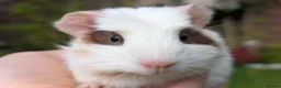 Guinea Pig rodents for sale: Gorgeous Gpig pups - Advert 8