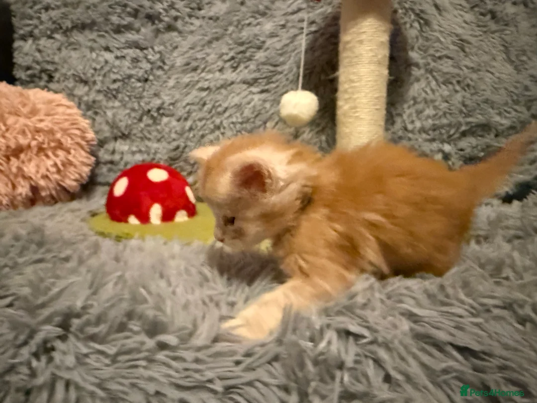 Maine Coon cats for sale: Maine coon kittens reds stunning pedigree’s  - Advert 27