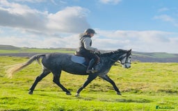 Hungarian warmblood horses for sale: Super 7 yr old mare (Hungarian import) - Image 9