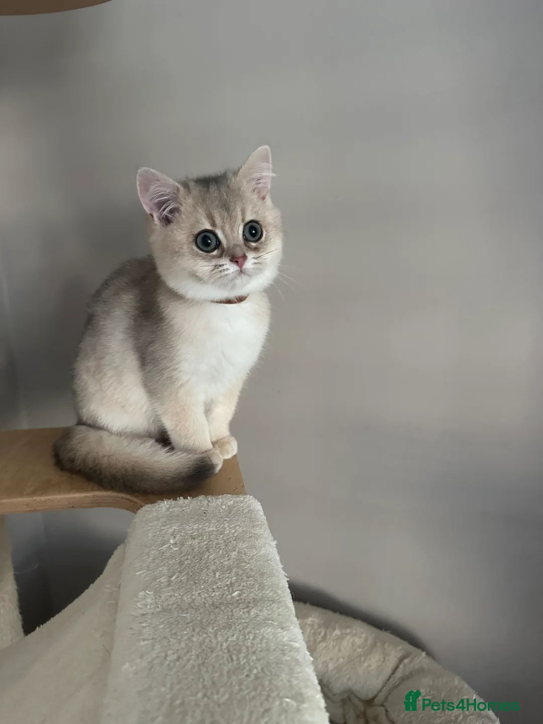 British Shorthair cats for sale: ‼️READY NOW‼️ - Advert 40