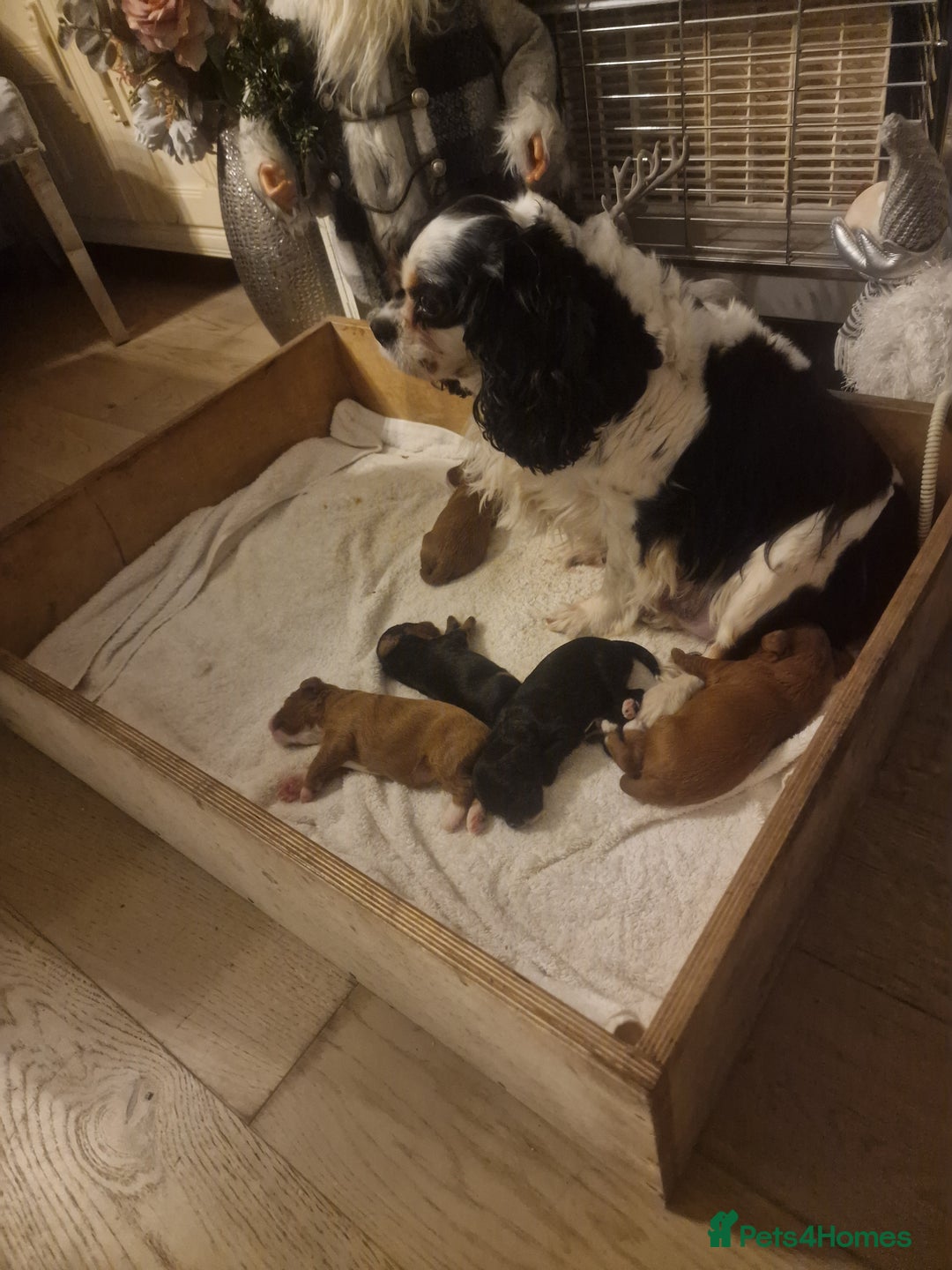 Cavapoo dogs for sale: Beautiful cavapoo puppies  - Advert 4