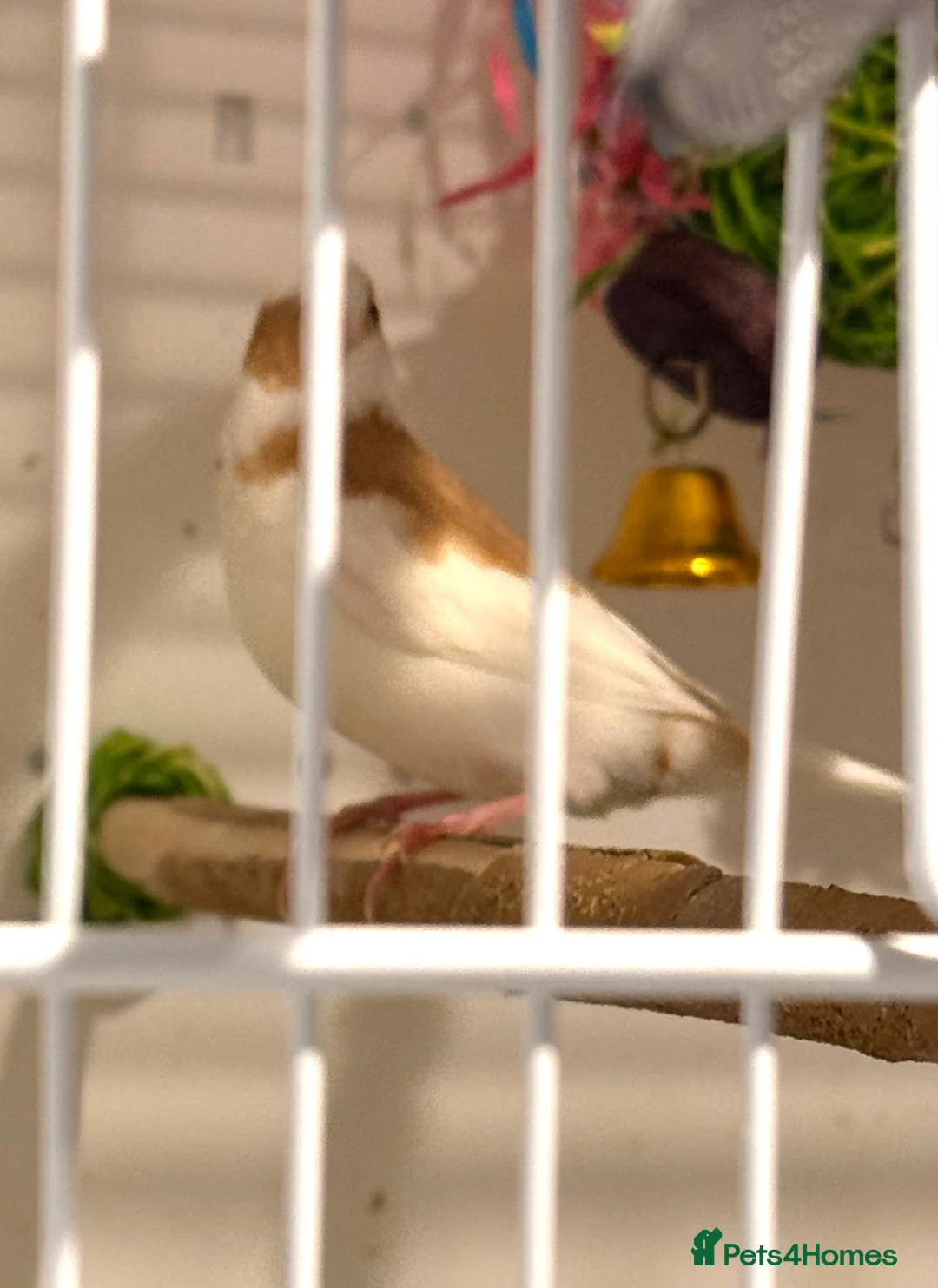 Finches birds for sale: Bonded Bangelese finches for sale   - Advert 10