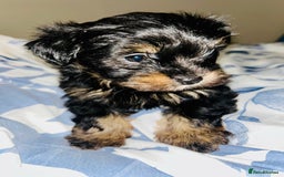 Biewer Terrier dogs for sale: Biewer terrier pups  - Image 3