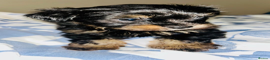 Biewer Terrier Puppy 2