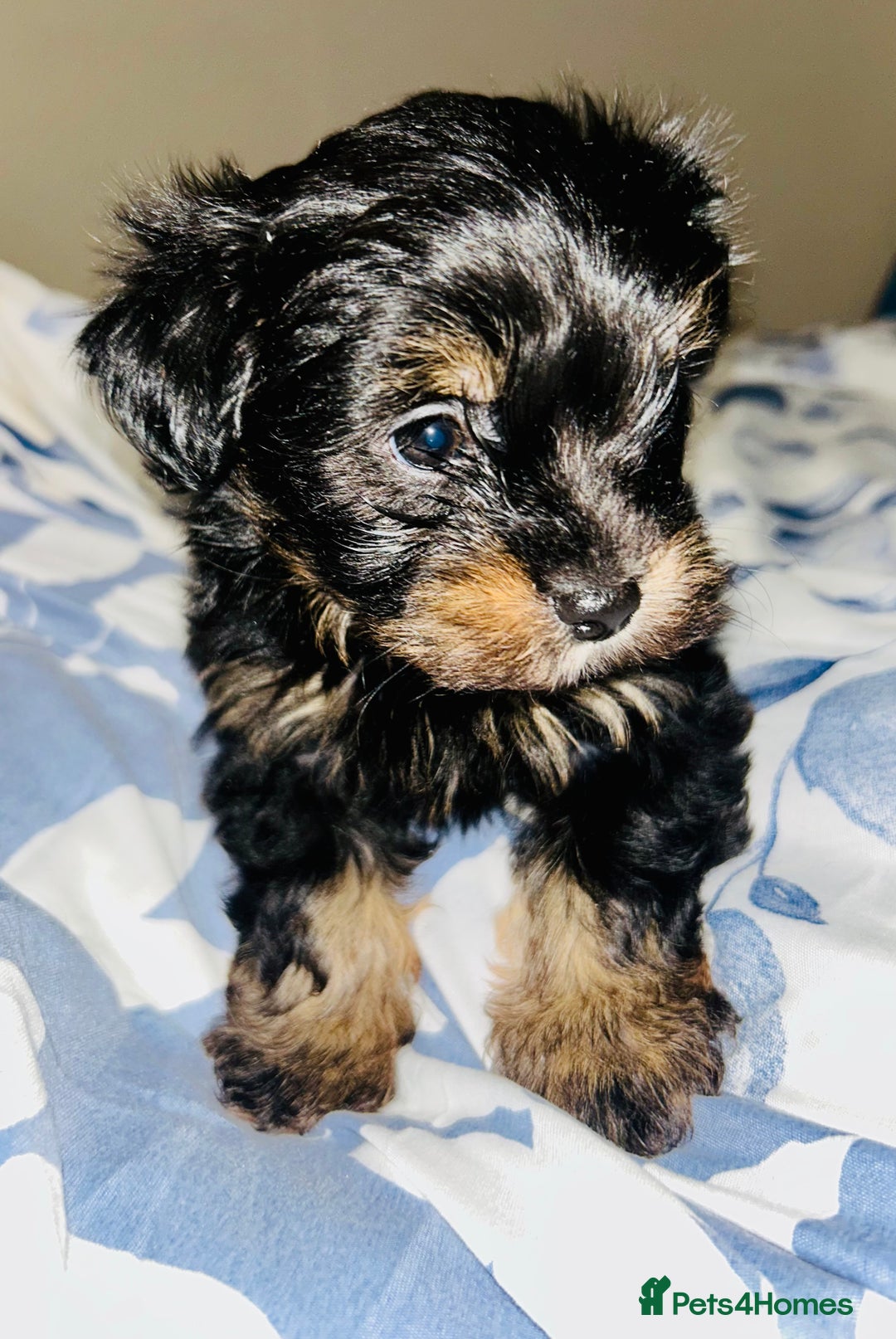 Biewer Terrier dogs for sale: Biewer terrier pups  - Image 3