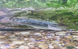 Gouramis fish for sale: Gourami catfish knife gish - Image 3