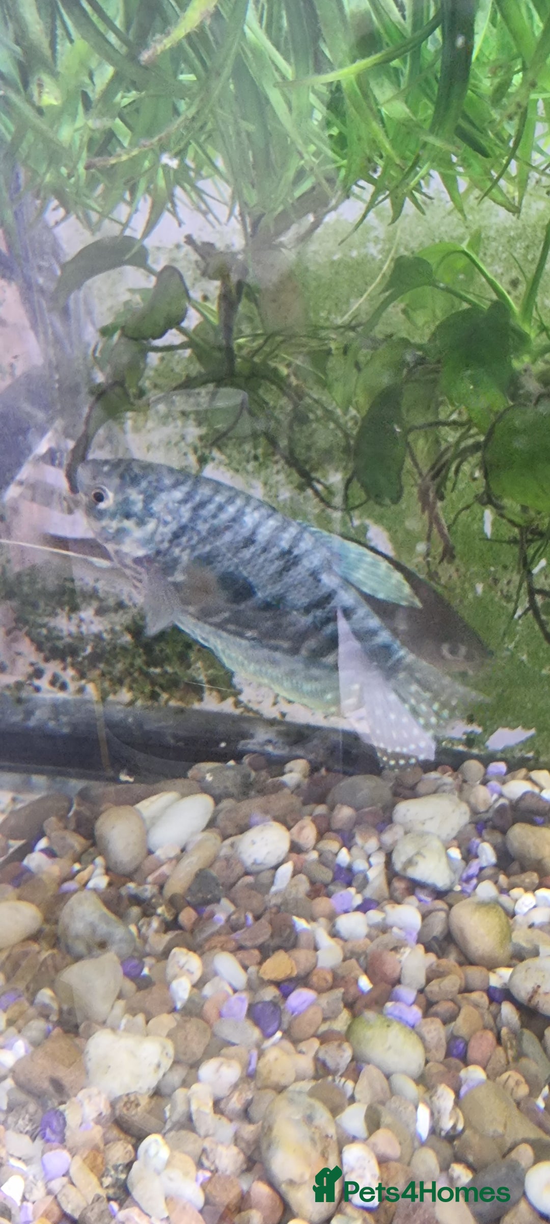 Gouramis fish for sale: Gourami catfish knife gish - Image 3