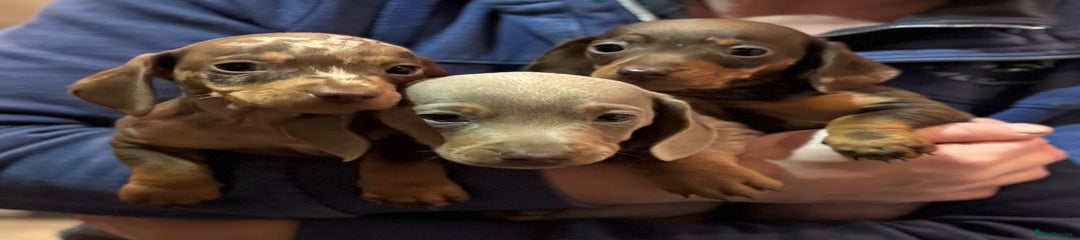 Miniature Dachshund Puppy 2