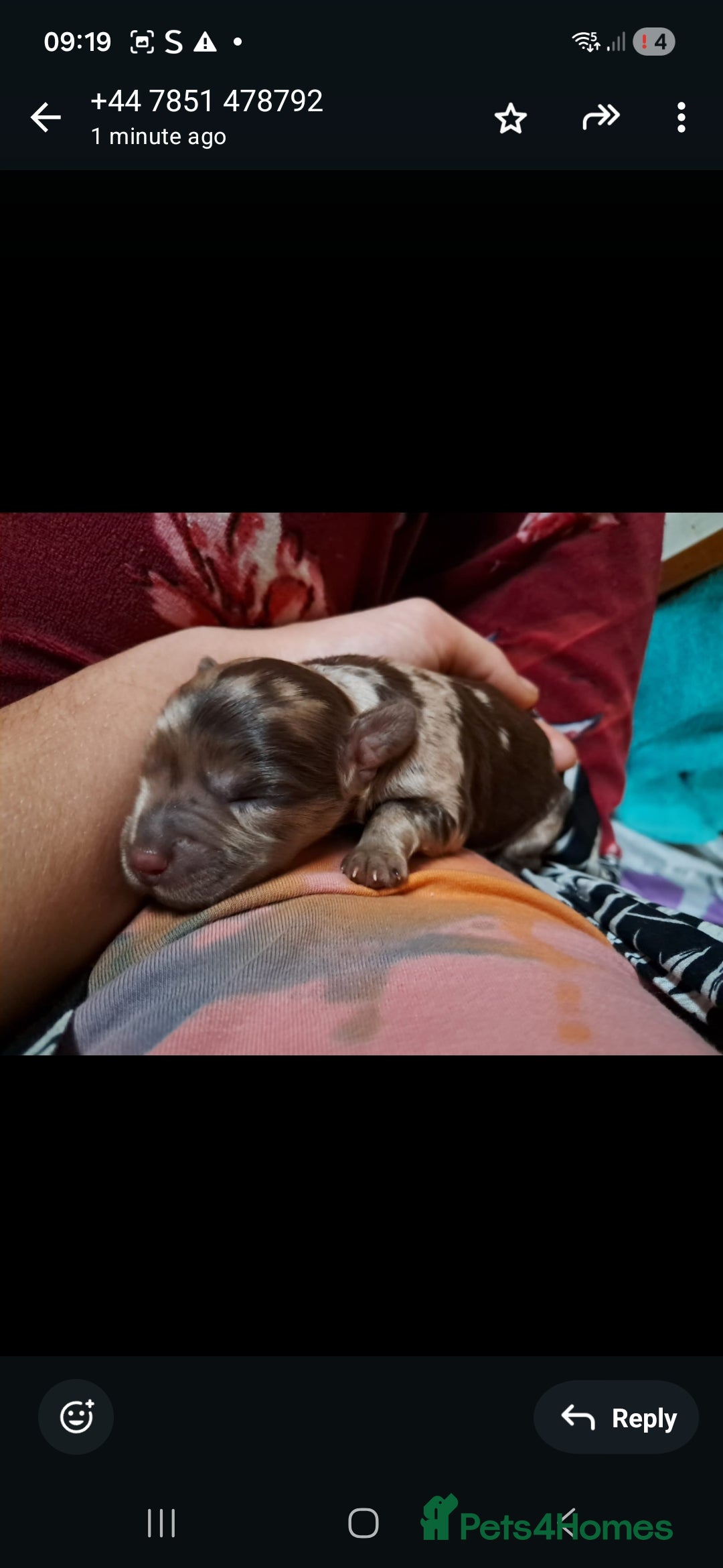 Toy Poodle dogs for stud: PROVEN Chocolate merle toy poodle in Leighton Buzzard - Advert 7