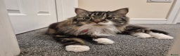 Mixed Breed cats for sale: Friendly Mixed-Breed Male Cat - Advert 4
