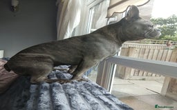 French Bulldog dogs for sale: 3 year year old French bulldog for sale  - Image 4