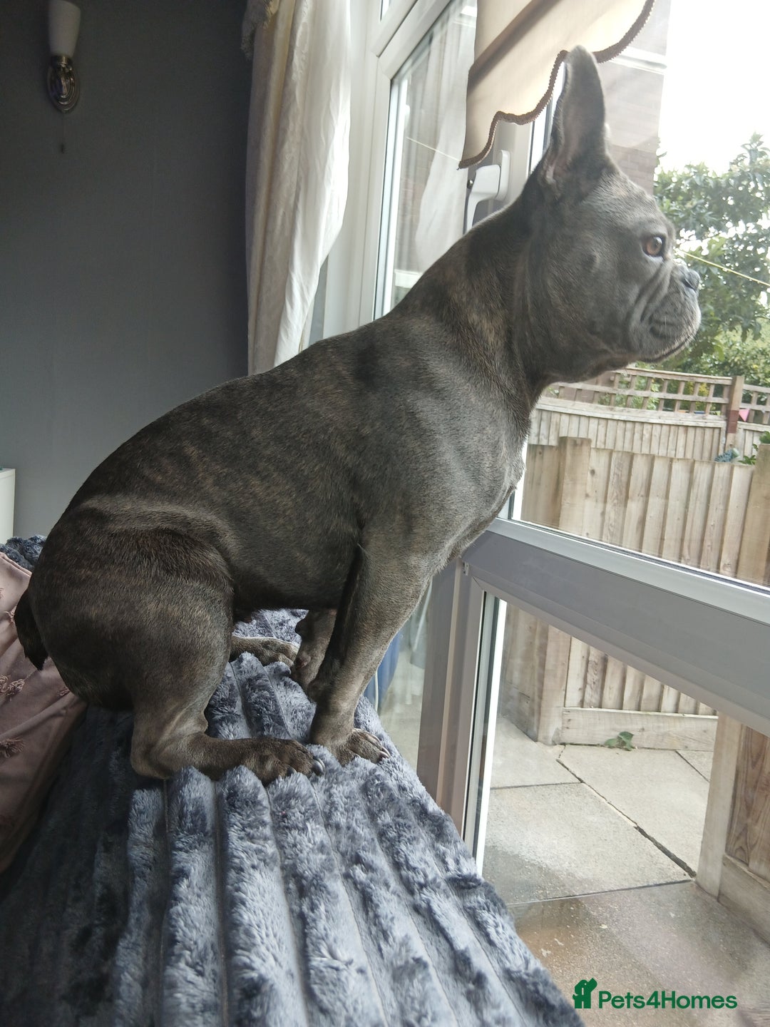 French Bulldog dogs for sale: 3 year year old French bulldog for sale  - Image 4