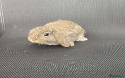 French Lop rabbits for sale: Baby lops in Hexham - Image 1