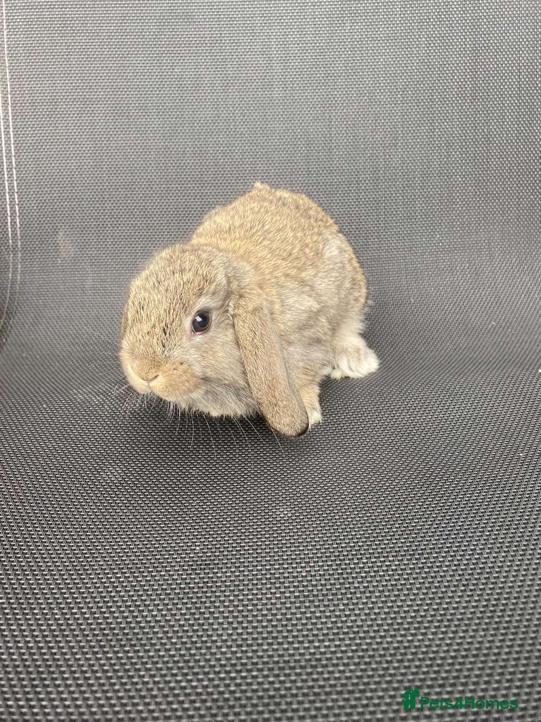 French Lop rabbits for sale: Baby lops in Hexham - Image 1