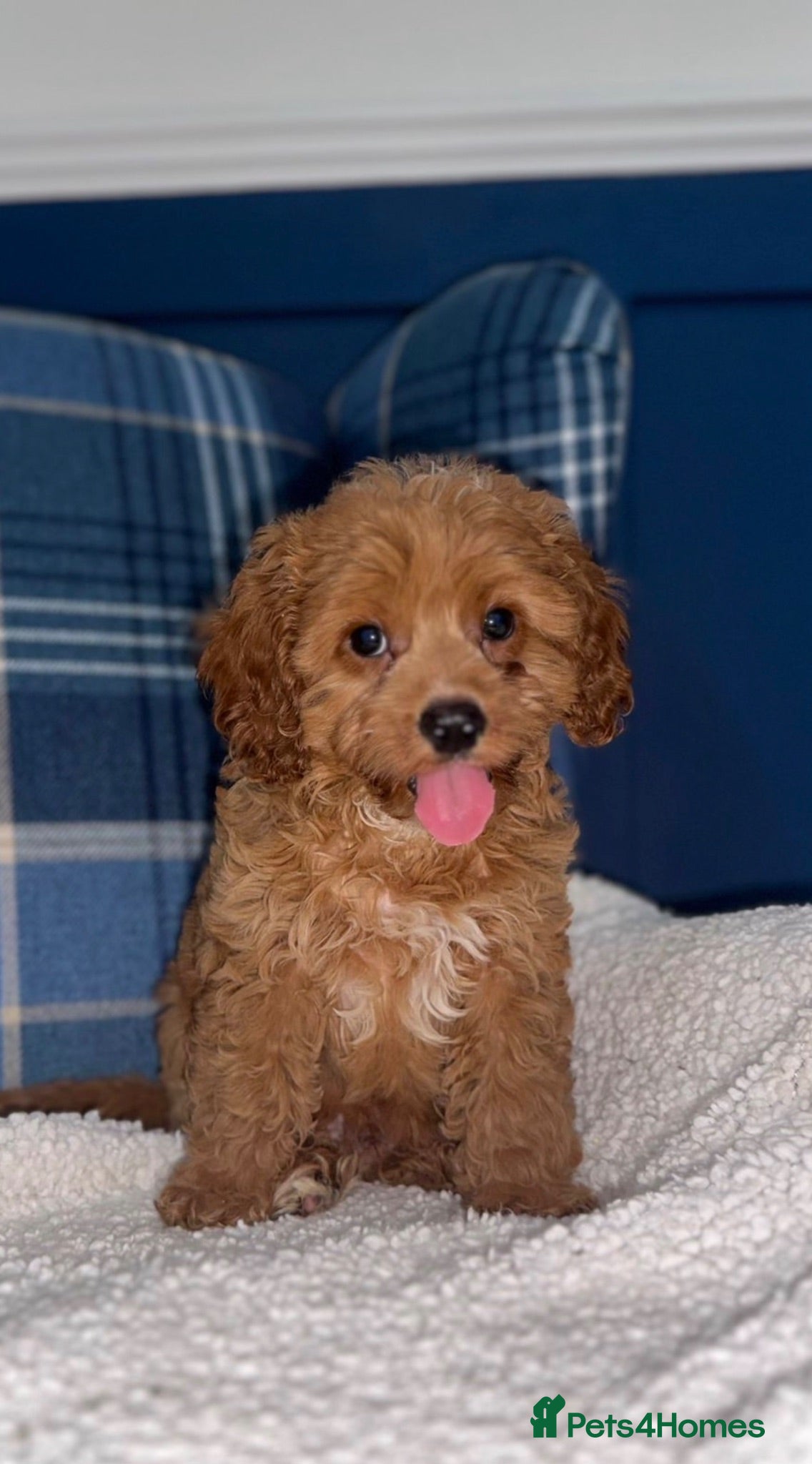 Cavapoo dogs 🩷💙Outstanding Red Cavapoo Puppies💙🩷 - Advert 1