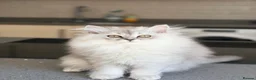 Persian cats for sale: Persian chinchilla/BSH kittens ready to leave ❤️ - Advert 4