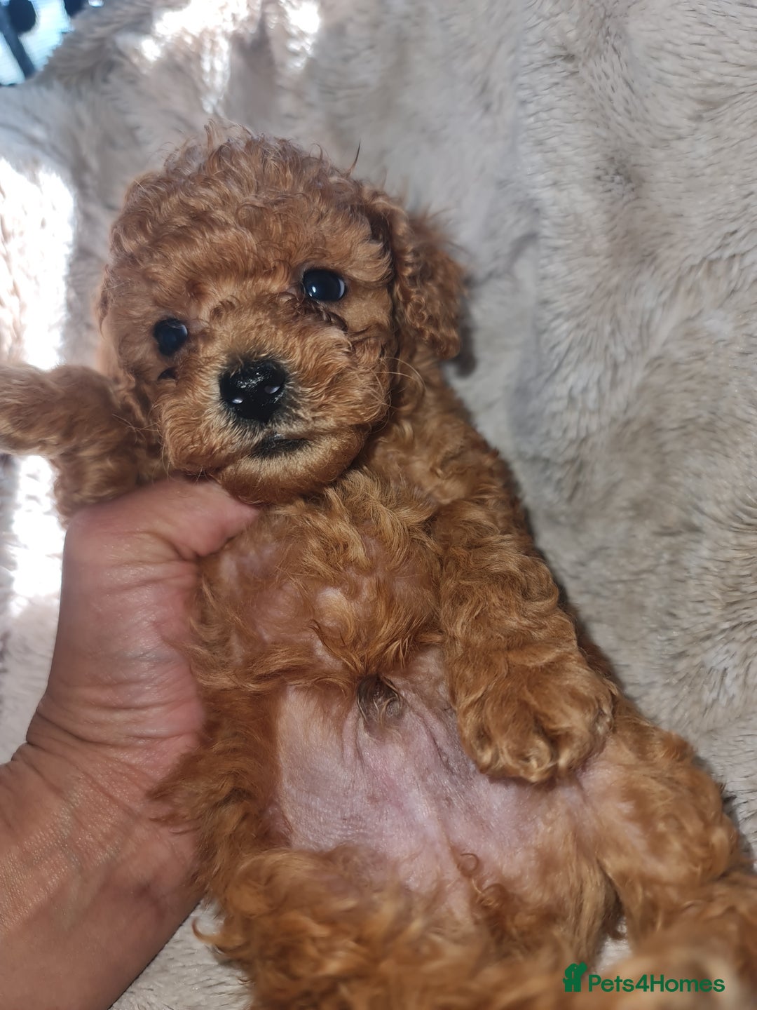 Toy Poodle dogs for sale: Tiny kc puppies,DNA&Genetic tested parents  - Image 23
