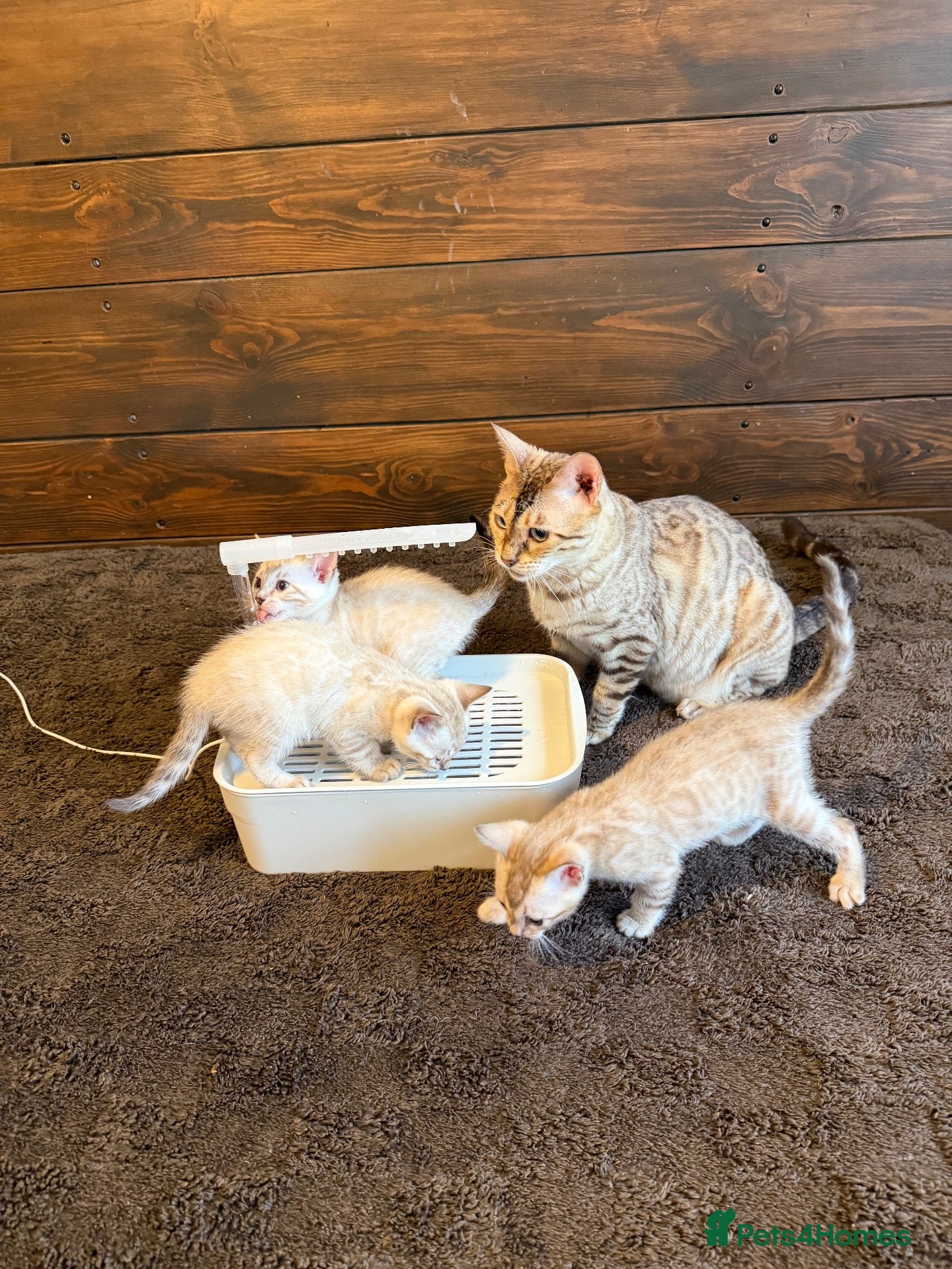 Bengal cats Active TICA Albino-Snow Lynx Bengal Kittens 🏆 - Advert 2