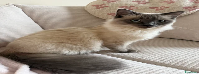 Muffin